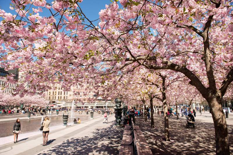 Kungsträdgården cherry blossoms